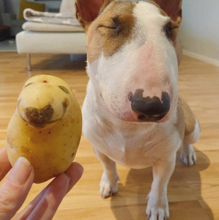 Illustration de l'article : 19 photos touchantes et drôles de chiens nous faisant entrer dans leur joyeux univers