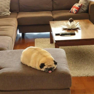 Illustration de l'article : 19 photos touchantes et drôles de chiens nous faisant entrer dans leur joyeux univers