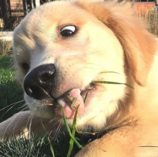 Illustration de l'article : 19 photos touchantes et drôles de chiens nous faisant entrer dans leur joyeux univers