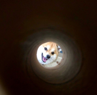 Illustration de l'article : 19 photos touchantes et drôles de chiens nous faisant entrer dans leur joyeux univers