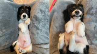 Illustration de l'article : 19 photos touchantes et drôles de chiens nous faisant entrer dans leur joyeux univers