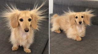 Illustration de l'article : 19 photos touchantes et drôles de chiens nous faisant entrer dans leur joyeux univers