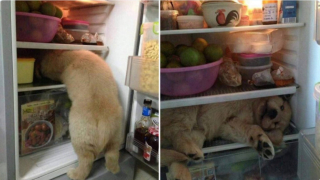 Illustration de l'article : 19 photos touchantes et drôles de chiens nous faisant entrer dans leur joyeux univers