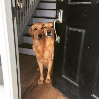 Illustration de l'article : 19 photos touchantes et drôles de chiens nous faisant entrer dans leur joyeux univers