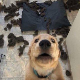 Illustration de l'article : 19 photos touchantes et drôles de chiens nous faisant entrer dans leur joyeux univers