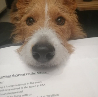 Illustration de l'article : 19 photos touchantes et drôles de chiens nous faisant entrer dans leur joyeux univers