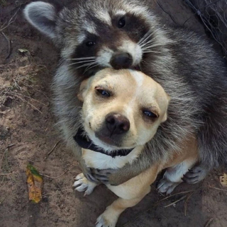 Illustration de l'article : 19 photos touchantes et drôles de chiens nous faisant entrer dans leur joyeux univers