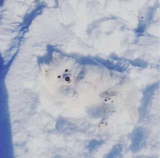Illustration de l'article : 19 photos touchantes et drôles de chiens nous faisant entrer dans leur joyeux univers