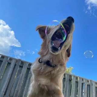 Illustration de l'article : 19 photos touchantes et drôles de chiens nous faisant entrer dans leur joyeux univers