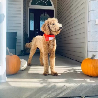 Illustration de l'article : Une visite chez le toiletteur transforme un chien en adorable alpaga miniature