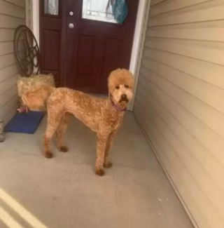 Illustration de l'article : Une visite chez le toiletteur transforme un chien en adorable alpaga miniature