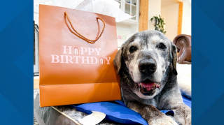 Illustration de l'article : Elle tombe sur une chienne de 19 ans abandonnée et décide de lui offrir la retraite heureuse qu’elle mérite