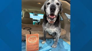 Illustration de l'article : Elle tombe sur une chienne de 19 ans abandonnée et décide de lui offrir la retraite heureuse qu’elle mérite