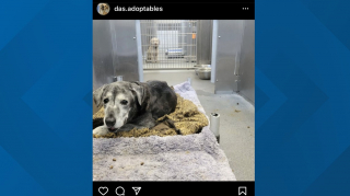 Illustration de l'article : Elle tombe sur une chienne de 19 ans abandonnée et décide de lui offrir la retraite heureuse qu’elle mérite