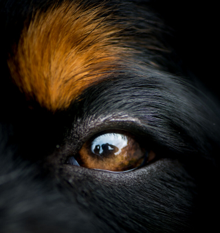 Illustration de l'article : 20 photos qui suivent l'évolution fascinante d'un Bouvier Bernois au fil des années