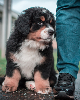 Illustration de l'article : 20 photos qui suivent l'évolution fascinante d'un Bouvier Bernois au fil des années