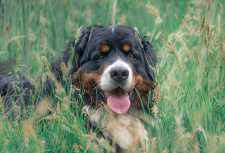 Illustration de l'article : 20 photos qui suivent l'évolution fascinante d'un Bouvier Bernois au fil des années