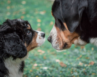 Illustration de l'article : 20 photos qui suivent l'évolution fascinante d'un Bouvier Bernois au fil des années