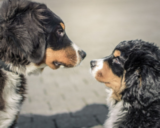 Illustration de l'article : 20 photos qui suivent l'évolution fascinante d'un Bouvier Bernois au fil des années