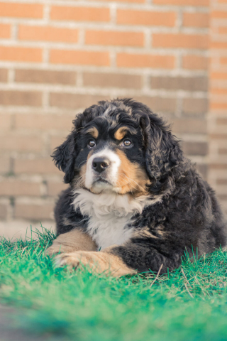 Illustration de l'article : 20 photos qui suivent l'évolution fascinante d'un Bouvier Bernois au fil des années