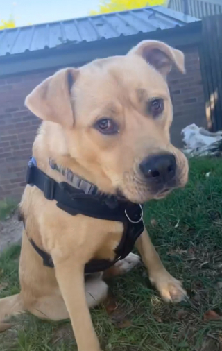 Illustration de l'article : Un chien passe 460 jours dans un box de refuge, avant que quelqu’un s’y intéresse enfin pour lui donner une chance dans la vie