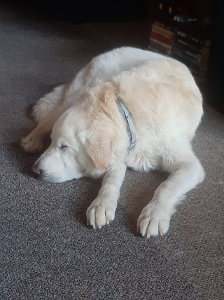 Illustration de l'article : Un Golden Retriever de 14 ans atteint d'une maladie articulaire tombe au fond d’un ravin et mobilise de nombreux pompiers pour une opération délicate