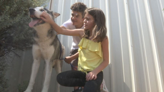 Illustration de l'article : La vidéo d’un chien abandonné au bord de la route rend les internautes furieux