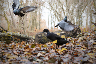 Illustration de l'article : 20 photos illustrant l'amitié touchante et étonnante entre un Berger Allemand et un trio d'oiseaux
