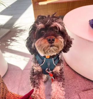 Illustration de l'article : 19 chiens dont les "sourcils" leur confèrent un supplément de charme et de charisme