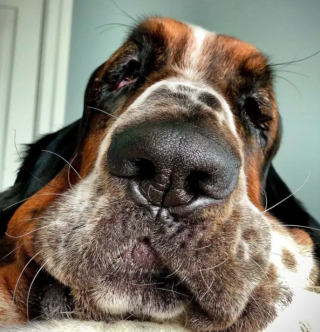 Illustration de l'article : 19 chiens dont les "sourcils" leur confèrent un supplément de charme et de charisme