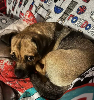 Illustration de l'article : 19 chiens dont les "sourcils" leur confèrent un supplément de charme et de charisme