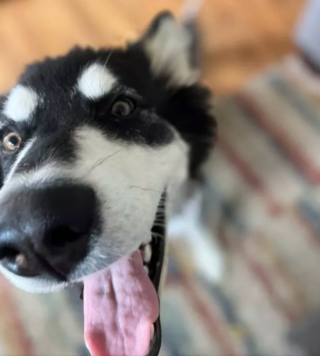 Illustration de l'article : 19 chiens dont les "sourcils" leur confèrent un supplément de charme et de charisme