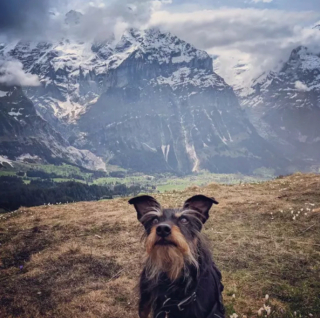 Illustration de l'article : 19 chiens dont les "sourcils" leur confèrent un supplément de charme et de charisme