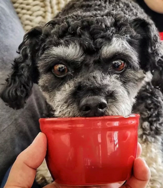 Illustration de l'article : 19 chiens dont les "sourcils" leur confèrent un supplément de charme et de charisme