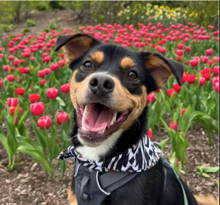 Illustration de l'article : 19 chiens dont les "sourcils" leur confèrent un supplément de charme et de charisme