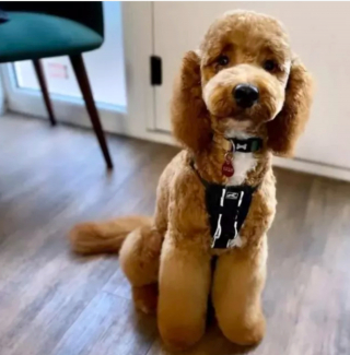 Illustration de l'article : 19 chiens dont les "sourcils" leur confèrent un supplément de charme et de charisme