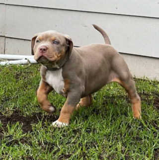 Illustration de l'article : 19 chiens dont les "sourcils" leur confèrent un supplément de charme et de charisme