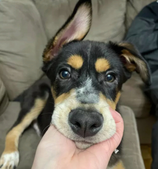 Illustration de l'article : 19 chiens dont les "sourcils" leur confèrent un supplément de charme et de charisme