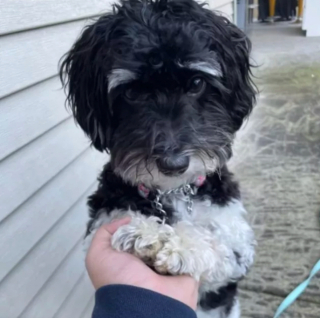 Illustration de l'article : 19 chiens dont les "sourcils" leur confèrent un supplément de charme et de charisme