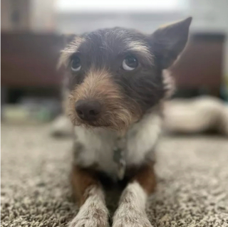 Illustration de l'article : 19 chiens dont les "sourcils" leur confèrent un supplément de charme et de charisme