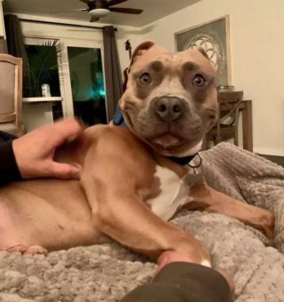 Illustration de l'article : 19 chiens dont les "sourcils" leur confèrent un supplément de charme et de charisme