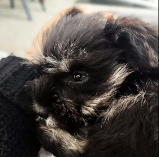 Illustration de l'article : 19 chiens dont les "sourcils" leur confèrent un supplément de charme et de charisme