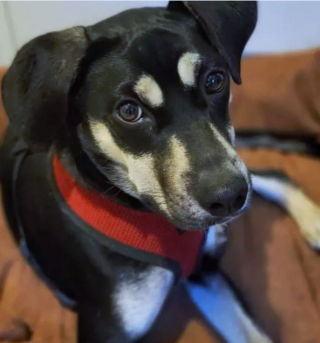 Illustration de l'article : 19 chiens dont les "sourcils" leur confèrent un supplément de charme et de charisme