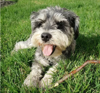 Illustration de l'article : 19 chiens dont les "sourcils" leur confèrent un supplément de charme et de charisme