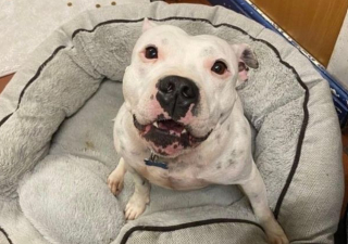 Illustration de l'article : Après 500 jours d’attente dans un refuge, cette chienne n’a toujours pas trouvé le foyer qui voudra l’accepter comme elle est