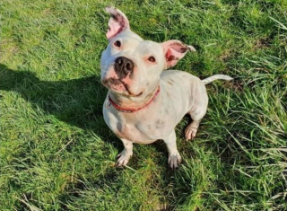 Illustration de l'article : Après 500 jours d’attente dans un refuge, cette chienne n’a toujours pas trouvé le foyer qui voudra l’accepter comme elle est