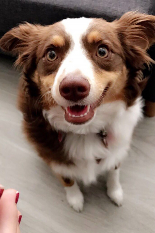 Illustration de l'article : Le courageux retour à la vie de Stella, une petite chienne coincée sans eau ni nourriture pendant quatre jours