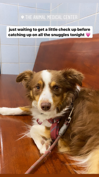 Illustration de l'article : Le courageux retour à la vie de Stella, une petite chienne coincée sans eau ni nourriture pendant quatre jours