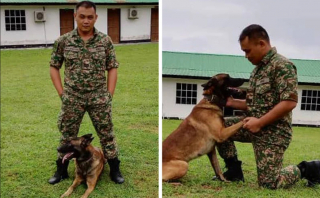 Illustration de l'article : Loki, un Malinois Belge réputé agressif, noue une amitié inattendue avec son maître-chien