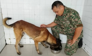 Illustration de l'article : Loki, un Malinois Belge réputé agressif, noue une amitié inattendue avec son maître-chien